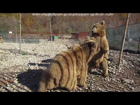 დათვების თავშესაფარი ცხვარიჭამიაში, Bear shelter in Tskhvarichamia, Медвежий приют в Цхваричамии ,